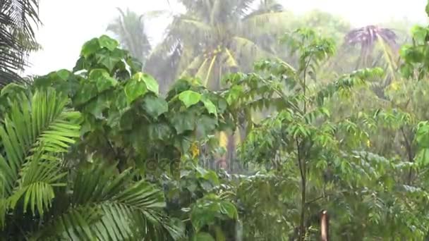Тропічний сильний дощ у дощовому лісі — стокове відео