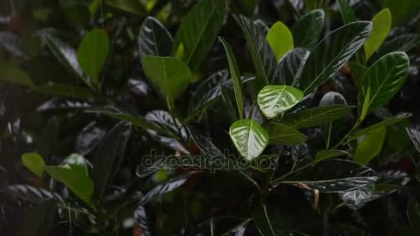 Tropical heavy rain in rainforest — Stock Video