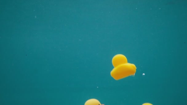 Yellow rubber ducks underwater — Stock Video