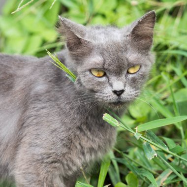 güzel Gri kedi