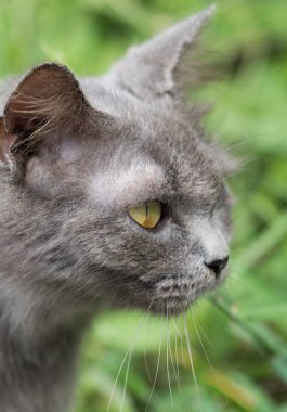 güzel Gri kedi