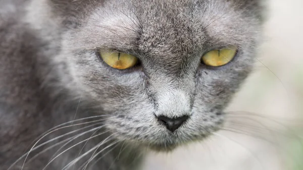 Красивий сірий кіт — стокове фото