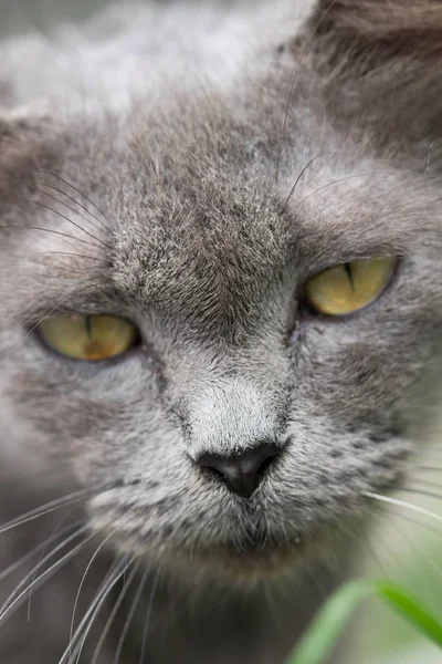 Gato cinza bonito — Fotografia de Stock