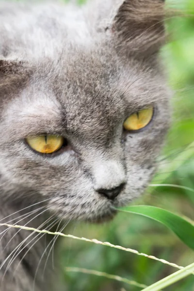 Vacker grå katt — Stockfoto