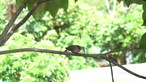 斑马鸽子停在树枝上 — 图库视频影像