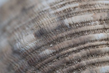 Deniz kabuğu arka plan