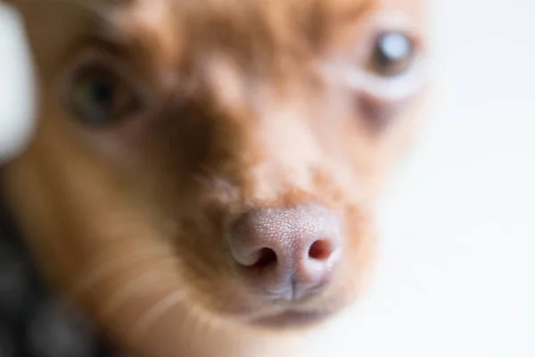 Primo piano testa di simpatico cane pinscher zenzero in miniatura — Foto Stock