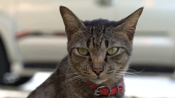 灰色条纹的猫 — 图库视频影像