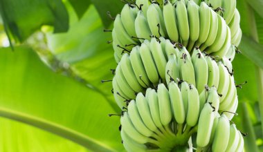 Orman olgunlaşmamış muz