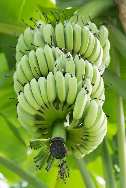 ジャングルの中で未熟バナナ — ストック写真