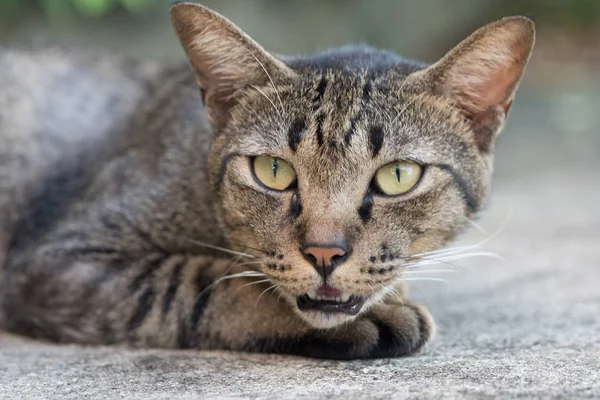 Gray striped cat — Stock Photo, Image