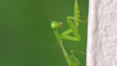 Arka plan bulanık üzerinde yeşil çekirge