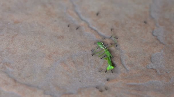 アリが攻撃し、緑のバッタを食べる — ストック動画