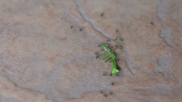 Las hormigas atacan y comen saltamontes verdes — Vídeo de stock