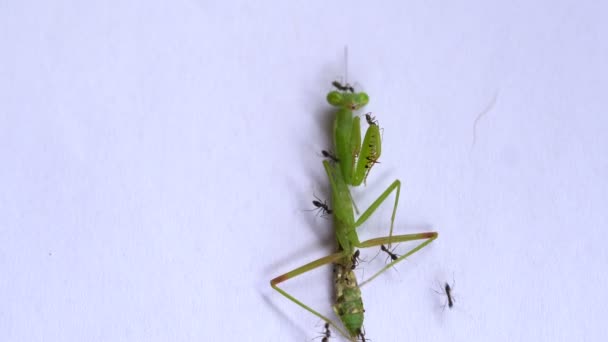 Ameisen greifen grüne Heuschrecke an und fressen sie — Stockvideo