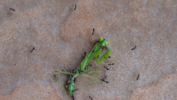 Formigas atacam e comem gafanhoto verde — Vídeo de Stock