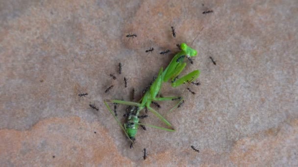 アリが攻撃し、緑のバッタを食べる — ストック動画