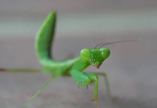 Green grasshopper over gray blurred background — Stock Photo, Image