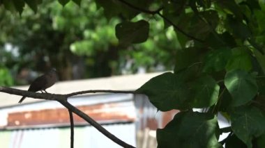 Ağaç dalı benekli güvercinler