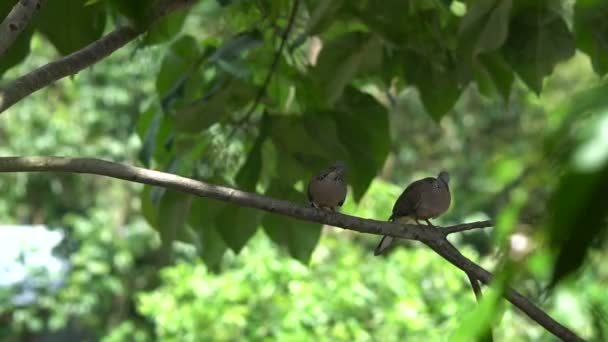 Palomas manchadas en la rama del árbol — Vídeos de Stock