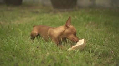 Hindistan cevizi ile şirin zencefil küçük köpek