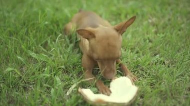 Hindistan cevizi ile şirin zencefil küçük köpek