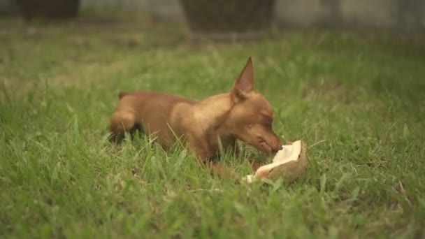 Lindo jengibre pequeño perro con coco — Vídeo de stock