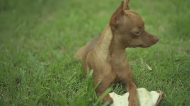 Hindistan cevizi ile şirin zencefil küçük köpek — Stok video