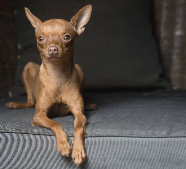 Sandalyenin üzerinde şirin mini pinscher köpek