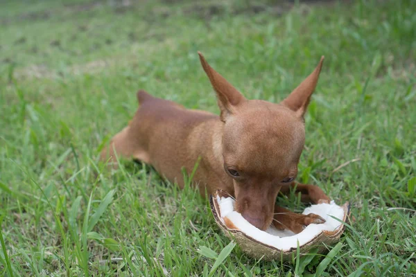 Carino cagnolino rossiccio con noce di cocco sull'erba — Foto Stock
