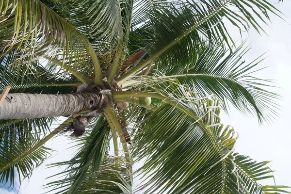 Kokosové palmy nad letní oblohy — Stock fotografie