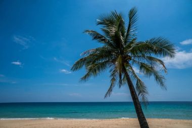 Palmiyeli tropik plaj
