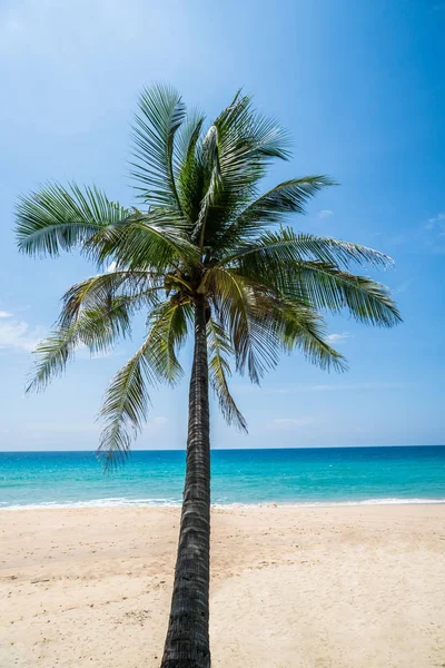 Tropisk strand med palm — Stockfoto