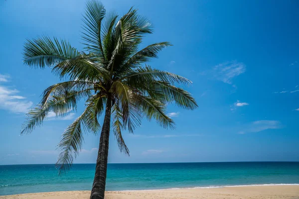 Tropikalna plaża z palmą — Zdjęcie stockowe