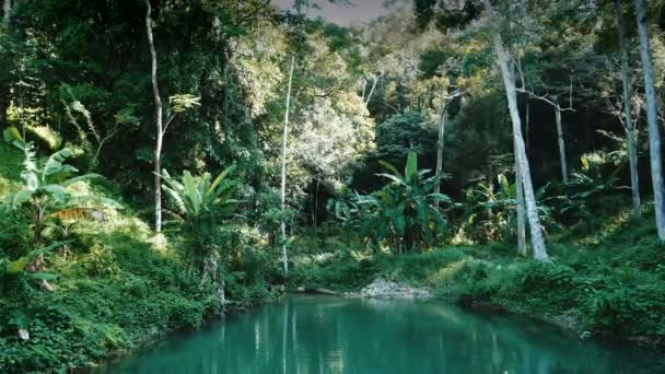 Floden flyter genom tropisk regnskog — Stockvideo