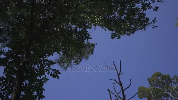 Leśna zieleń liści drzew na tle błękitnego nieba — Wideo stockowe