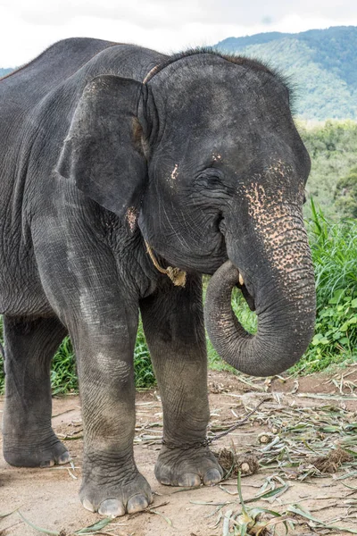 Elefante na colina em Phuket — Fotografia de Stock