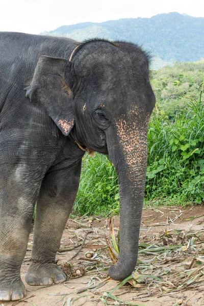 Elefante na colina em Phuket — Fotografia de Stock