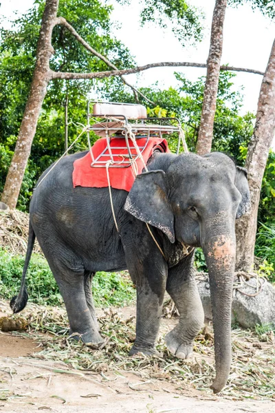 Elefante na colina em Phuket — Fotografia de Stock