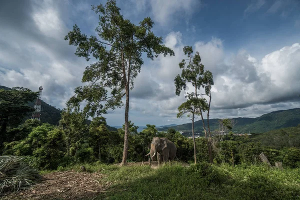 Olifant op de heuvel in Phuket — Stockfoto