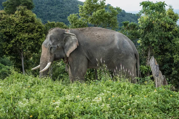 Olifant op de heuvel in Phuket — Stockfoto