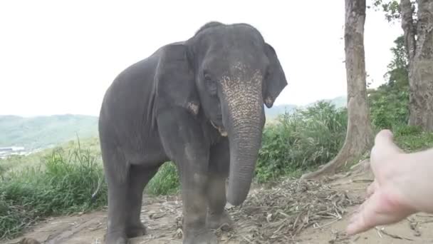 Éléphant sur la colline à Phuket