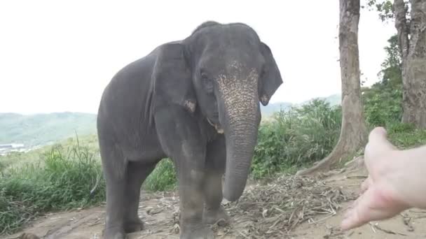 Elefant auf dem Hügel in Phuket — Stockvideo