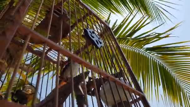 Tropical Bird Cage Outdoors Palm Tree Summer Sky Background — Stock Video