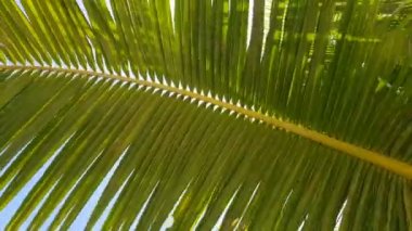 Yeşil egzotik palmiye ağaç dalları ve yaprakları mavi gökyüzü güneş arka plan ile karşı alttan görünüm