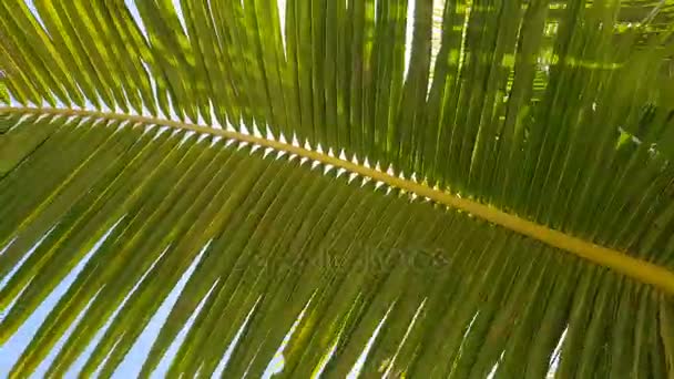Vista Inferior Las Ramas Hojas Palmeras Exóticas Verdes Contra Cielo — Vídeo de stock