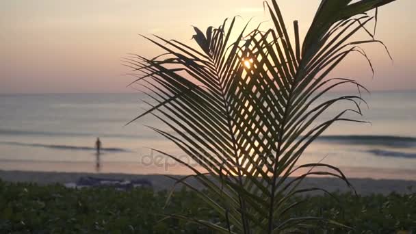 Bela Paisagem Noturna Pôr Sol Sobre Água Mar Através Folhas — Vídeo de Stock