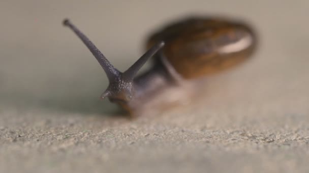 Makroaufnahme Einer Gartenschnecke Die Sich Auf Betonboden Bewegt Video Zeitlupe — Stockvideo