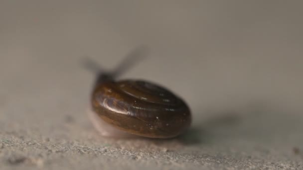 Macro Vista Caracol Jardim Movimento Chão Concreto Vídeo Câmera Lenta — Vídeo de Stock