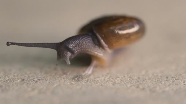 Macro View Garden Snail Moving Concrete Floor Video Slow Motion — Stock Video